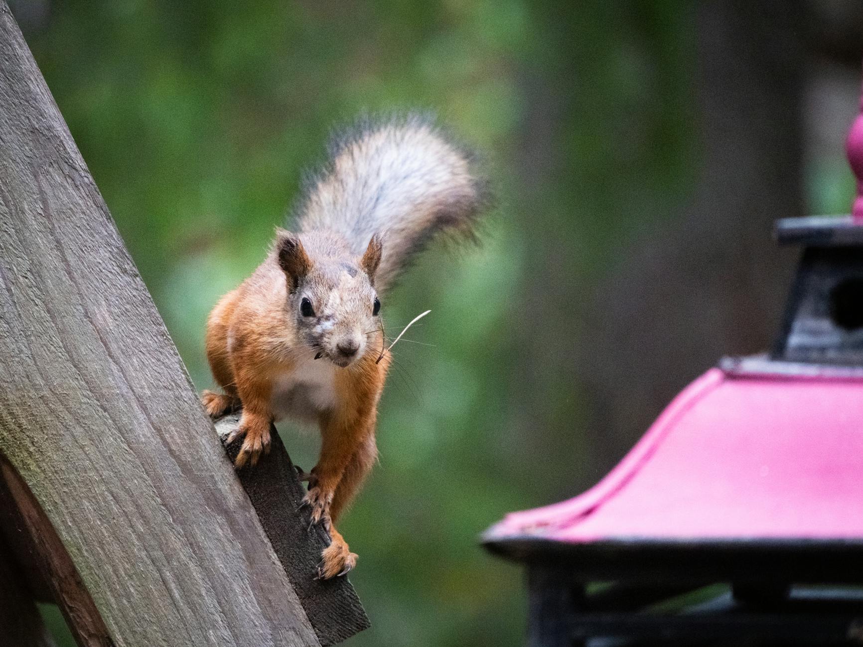 Suomi ja suomalainen pelaaminen