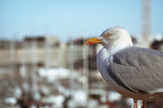 financial_comparison