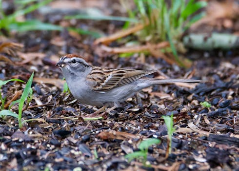 Uusi S-kortti: Ohjeet, Saatavuus Ja Muutosilmoitukset