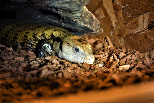 poker chips and cards