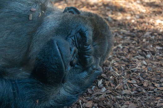 business-analytics-pexels