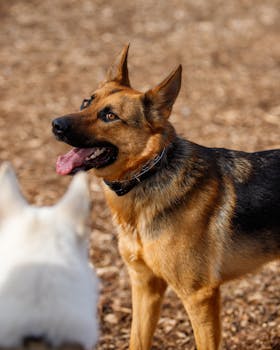 Opiskelu Ja Asuntolaina: Miten Opiskelija Voi Saada Lainaa Asunnon Ostamiseen