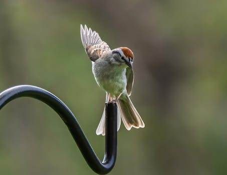 {young-adult-finance}