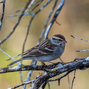 {slot-machine-office}