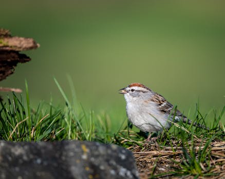 pexels-casino-game-table