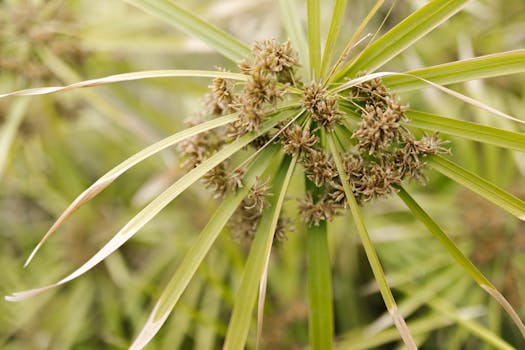 wallet with credit cards